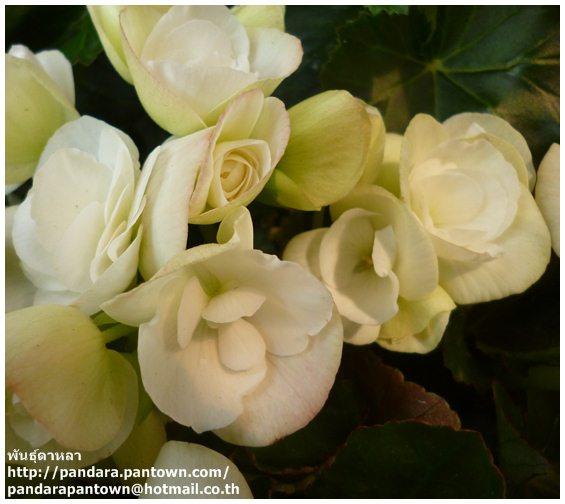 Begonia Double White