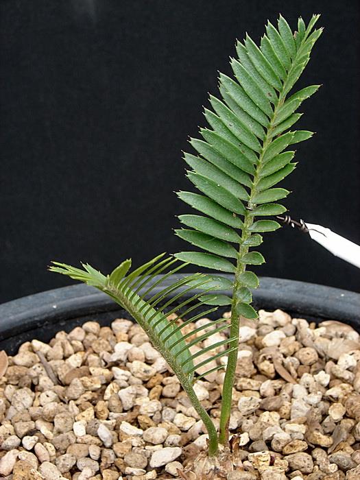 Encephalartos caffer 