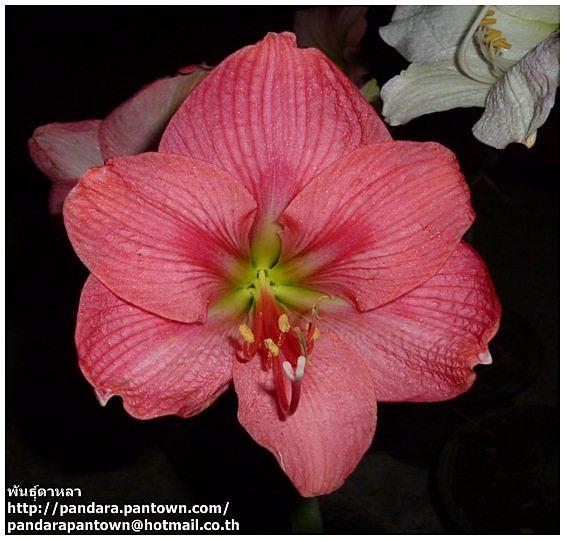 Amaryllis Susan | พันธุ์ดาหลา - เมืองเชียงใหม่ เชียงใหม่