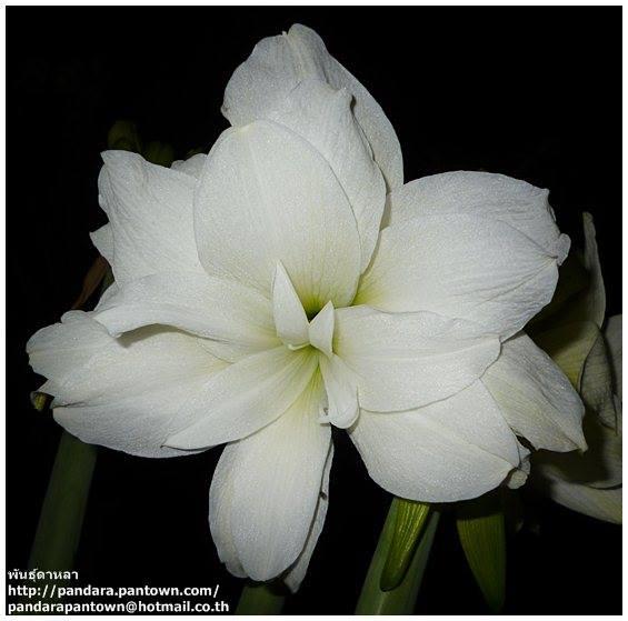 Amaryllis Snow white | พันธุ์ดาหลา - เมืองเชียงใหม่ เชียงใหม่