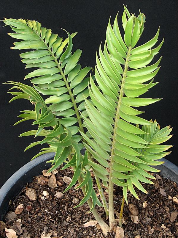 Encephalartos paucidentatus