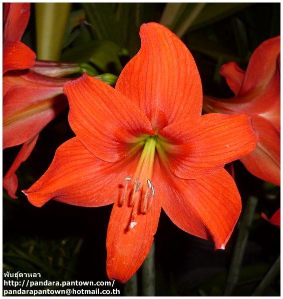 Mini Red Amaryllis | พันธุ์ดาหลา - เมืองเชียงใหม่ เชียงใหม่