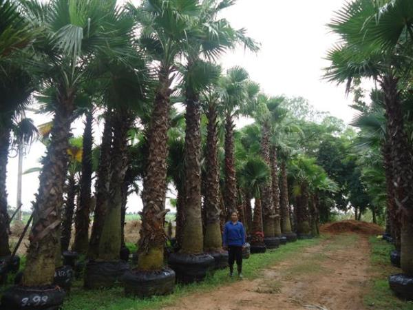  เป็ตติโค้ต / Washingtonia | สุนทรปาล์ม - สรรคบุรี ชัยนาท