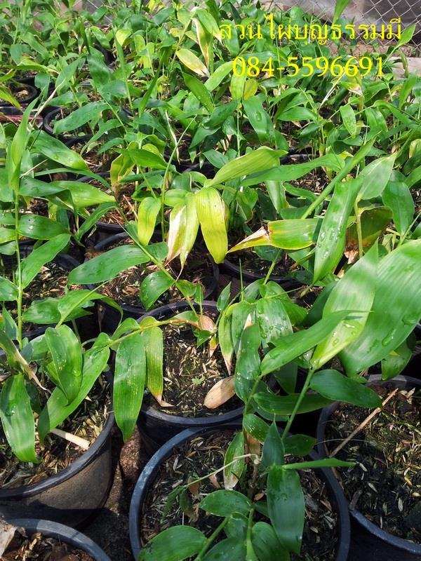 ไผ่เก้าดาว Guadua angustifolia,Kunth.