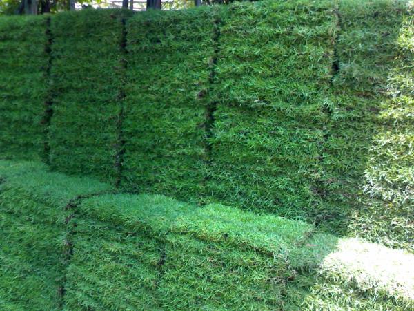 หญ้ามาเลย์  หญ้าเบอร์มิวด้า หญ้าญี่ปุ่น หญ้านวลน้อย | บ้านทรงภพ (กรุงเทพฯ) - ลาดพร้าว กรุงเทพมหานคร