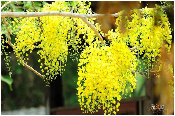 Golden Shower Seeds for Sale  | ร้านเจ๊ห้อยขายต้นไม้ -  สระแก้ว