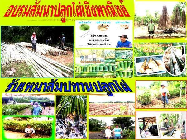 รับเหมาสัมปทานปลูกไผ่  รวมทุกอย่าง 50 บ  | บ้านเขียวซางหม่น - เมืองอุตรดิตถ์ อุตรดิตถ์