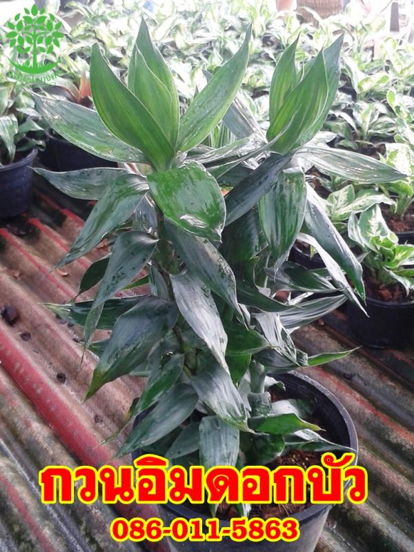 ขายต้นกวนอิมดอกบัวราคาถูก | จริงใจไม้มงคล แอนด์ แลนด์สเคป - ลำลูกกา ปทุมธานี