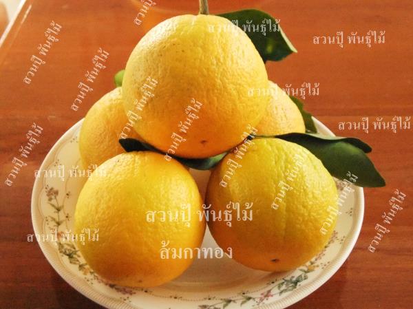 ส้มกาทอง  | ปุ๊พันธุ์ไม้ - เมืองปราจีนบุรี ปราจีนบุรี