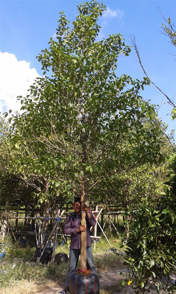 ต้นกันเกรา (ฟอร์มสวยม๊ากก) | สวนไม้ไทย - บางบัวทอง นนทบุรี