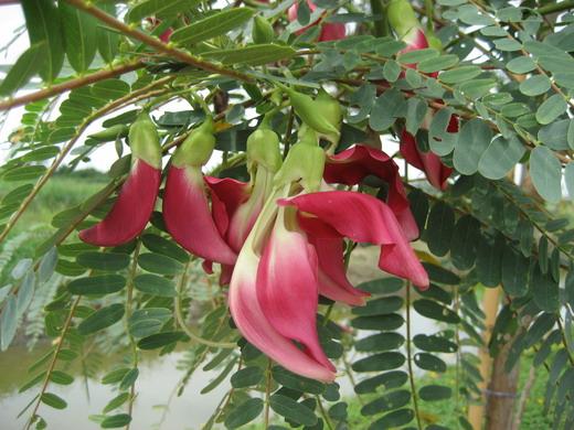 ขายต้นแคดอกสีแดง สูงประมาณ 80 เซน | สวนสมชายพันธุ์มะม่วง - พระพุทธบาท สระบุรี