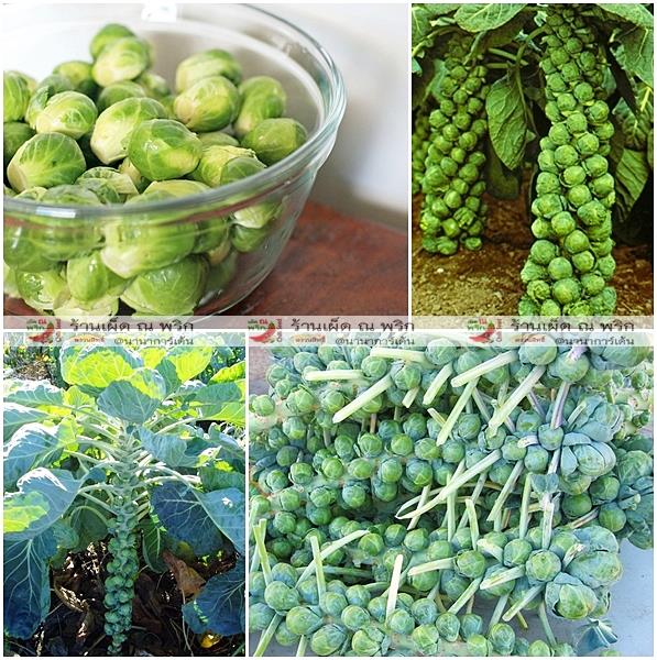 กะหล่ำดาว - Brussels Sprouts