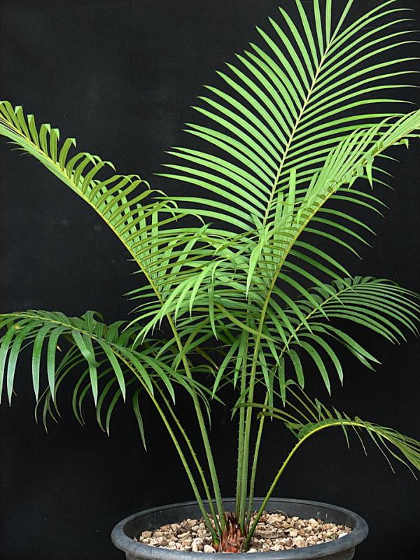 Cycas szechuanensis