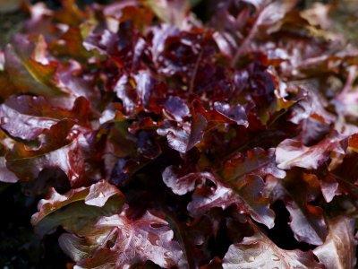 Red Salad Bowl Lettuce | ไร่ภูธรา - เมืองเชียงใหม่ เชียงใหม่