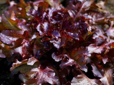 Red Salad Bowl Lettuce