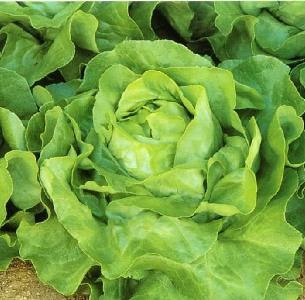 White Boston Lettuce