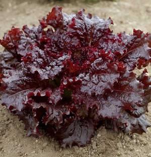 Ruby Red Lettuce