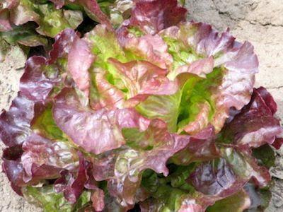 Butterhead Marvel of 4 Seasons Lettuce | ไร่ภูธรา - เมืองเชียงใหม่ เชียงใหม่