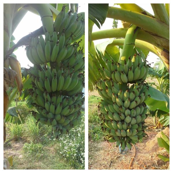 กล้วยน้ำหว้าต้นเตี้ย | สวนเกษตรอินทรีย์ พ่อจุล -  มหาสารคาม