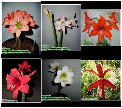 Mini Amaryllis | พันธุ์ดาหลา - เมืองเชียงใหม่ เชียงใหม่