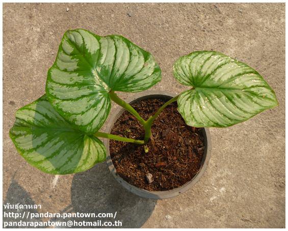 Philodendron Silcloud | พันธุ์ดาหลา - เมืองเชียงใหม่ เชียงใหม่