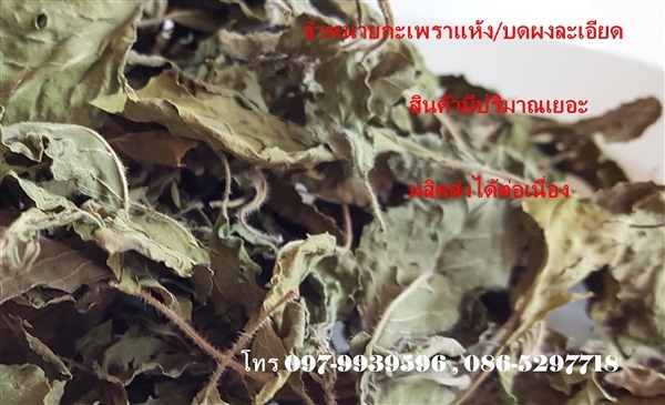 ใบกะเพราแห้ง  basil | เฟิร์สบีนส์ -  กรุงเทพมหานคร