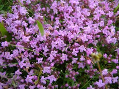 Thyme Purple Creeping