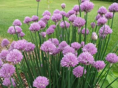 Chives | ไร่ภูธรา - เมืองเชียงใหม่ เชียงใหม่