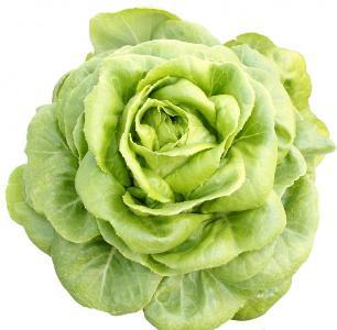 Bibb Lettuce | ไร่ภูธรา - เมืองเชียงใหม่ เชียงใหม่