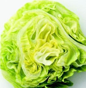 Iceberg Lettuce | ไร่ภูธรา - เมืองเชียงใหม่ เชียงใหม่