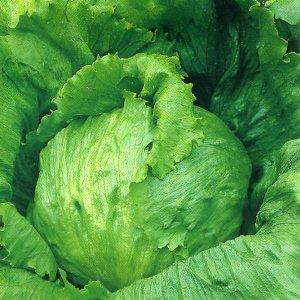 Iceberg Saladin Lettuce | ไร่ภูธรา - เมืองเชียงใหม่ เชียงใหม่