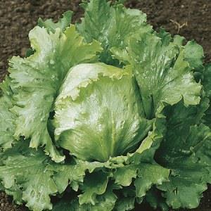 Iceberg Webbs Wonderful Lettuce | ไร่ภูธรา - เมืองเชียงใหม่ เชียงใหม่