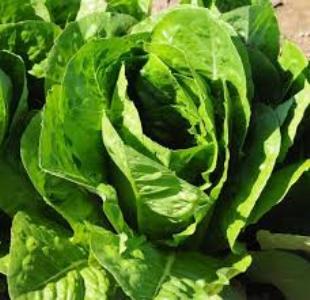 Parris Island Cos Lettuce | ไร่ภูธรา - เมืองเชียงใหม่ เชียงใหม่