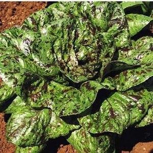 Freckles Lettuce | ไร่ภูธรา - เมืองเชียงใหม่ เชียงใหม่