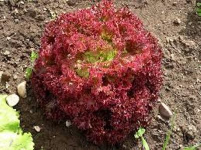 Lolla Rossa Lettuce | ไร่ภูธรา - เมืองเชียงใหม่ เชียงใหม่