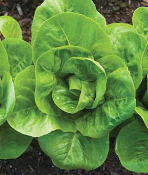 Cos Little Gem Lettuce