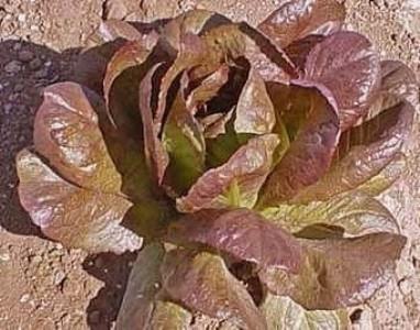 Cimmaron Romine Lettuce | ไร่ภูธรา - เมืองเชียงใหม่ เชียงใหม่