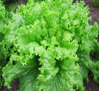 Black Seeded Simpson Lettuce