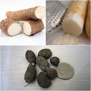 ฮ่วยซัว - Chinese yam | สกายสแครปเปอร์ - เมืองสมุทรปราการ สมุทรปราการ