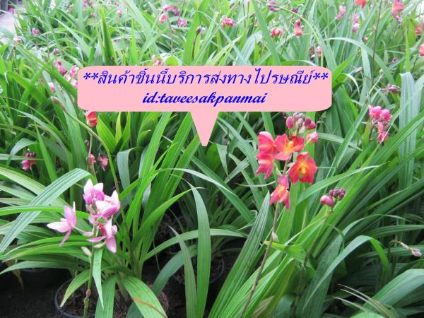 กล้วยไม้ดิน (บริการจัดส่งทางไปรษณีย์) | สวนทวีศักดิ์พันธุ์ไม้ - องครักษ์ นครนายก