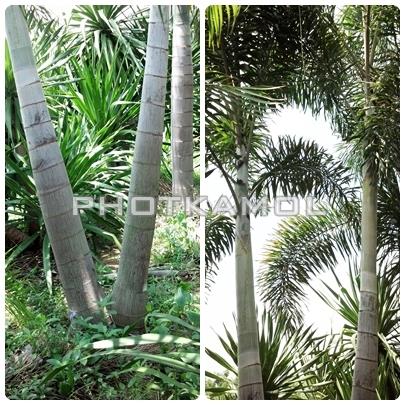 ปาล์ม ฟอกเทล (Foxtail Palm) | พจกมล - ปราณบุรี ประจวบคีรีขันธ์