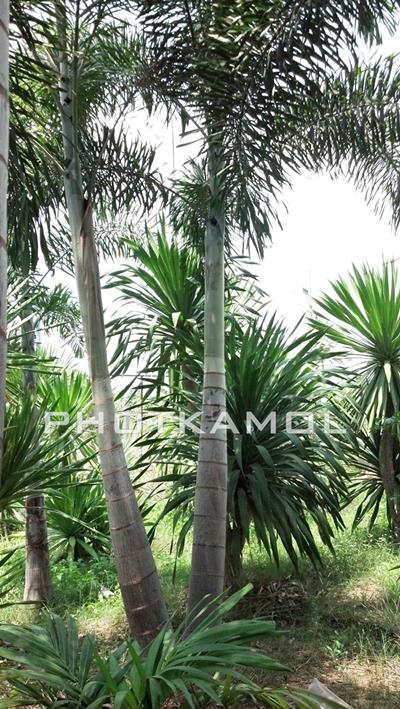 ปาล์ม ฟอกเทล (Foxtail Palm) | พจกมล - ปราณบุรี ประจวบคีรีขันธ์
