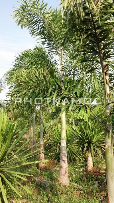 ปาล์ม ฟอกเทล (Foxtail Palm) | พจกมล - ปราณบุรี ประจวบคีรีขันธ์