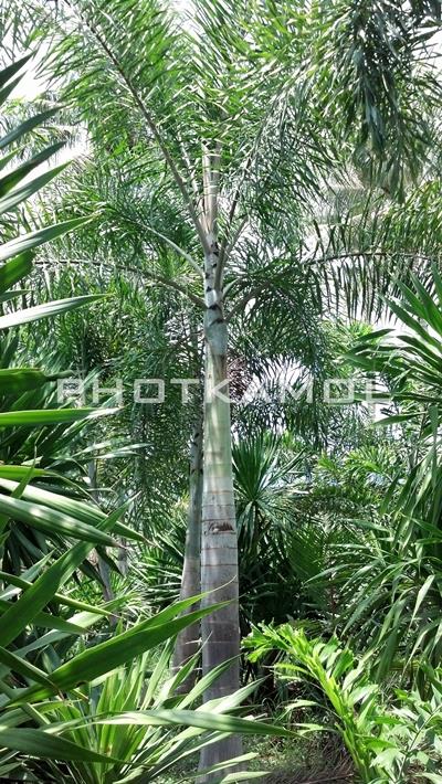 ปาล์ม ฟอกเทล (Foxtail Palm) | พจกมล - ปราณบุรี ประจวบคีรีขันธ์