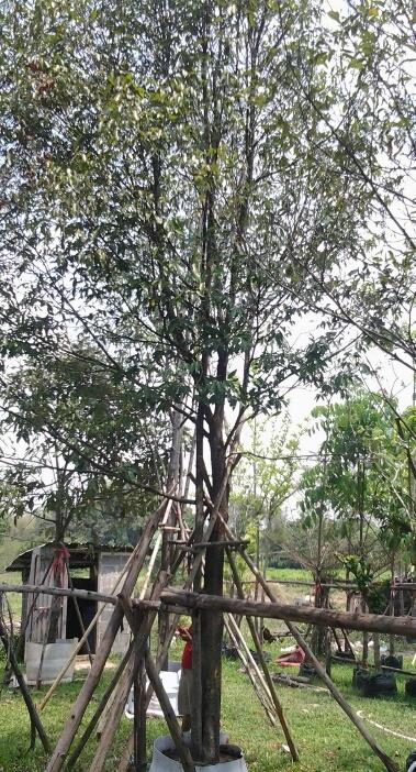 ต้นลำดวน | สุมิตราพันธุ์ไม้ - เมืองปราจีนบุรี ปราจีนบุรี