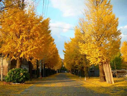 แปะก้วย Gingkgo Tree