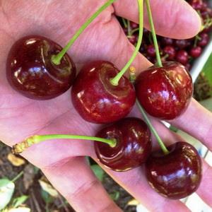 Lapins Cherry trees | สวนเชียงรุ้งพันธุ์ไม้ - เมืองเชียงราย เชียงราย