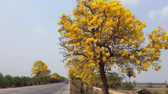 เมล็ดตะเบบูญ่าเหลือง เหลืองปรีดียาธรณ์ | สวนจิตร -  กรุงเทพมหานคร