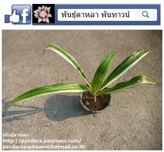 พลีบพลึงด่างขาว | พันธุ์ดาหลา - เมืองเชียงใหม่ เชียงใหม่