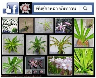 พลับพลึง | พันธุ์ดาหลา - เมืองเชียงใหม่ เชียงใหม่